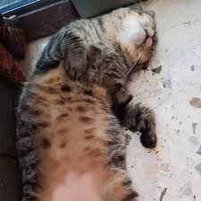 Penyebab bulu kucing rontok yang paling umum adalah stres. Fakta Kalau Korang Jaga Kucing Bulu Pusat Jagaan Kucing Facebook
