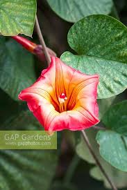 Image result for Stictocardia