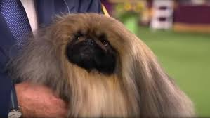 Table of contents are dogs allergic to wasabi? Qbcrcxdhu6goqm