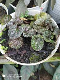 Image result for Peponium sp. A