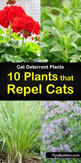 We did not find results for: Cat Deterrent Plants 10 Plants That Repel Cats