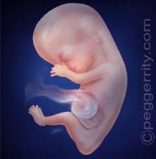 If You Are Pregnant Information On Fetal Development Abortion And Alternatives Woman S Right To Know Act