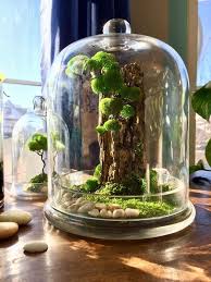 Pin On Florarium Vivarium