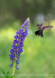 • choose natives over exotics: Colorado Wildflower Colorado Wildflowers Hummingbird Flowers Flower Painting