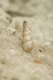 Image result for Adenocline acuta