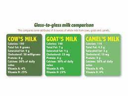 For a quick comparison, the table below, based on data from the usda food composite database, displays the micronutrient profile for both cow and goat milk per. U S Firm Sells Camel Milk As Healthy But Pricey Drink Al Arabiya English