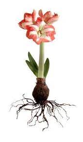 How To Propagate Amaryllis Amaryllis Plant Amaryllis Flowers Amaryllis Bulbs