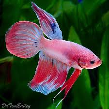 Male Saimese Fightling Fish At Aquariumfish Net Betta Fish Betta Siamese Fighting Fish
