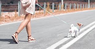 It is commonly used in youtube poop, usually paired with the song gentle breeze from the video game trauma center: 11 Great Jobs For Dog Lovers In 2020 Updated August 2020 Pumpkin Pet Care