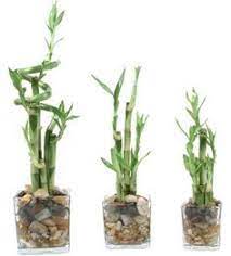 How To Grow Lucky Bamboo A Very Lucrative Business Bamboo Plants Lucky Bamboo Plants Plants