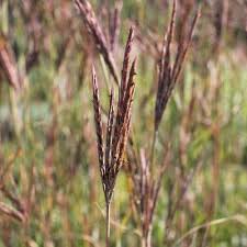 Image result for Andropogon gayanus