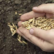 Can You Grow Oats For Food At Home Tips On Growing Oats In Gardens