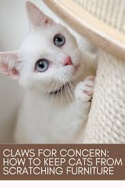 Claws For Concern How To Keep Cats From Scratching Furniture In 2020 Furniture Scratches Funny Cute Cats Cat Scratching Furniture