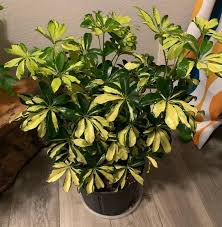 Image result for Triumfetta angolensis