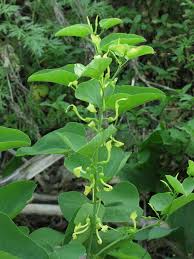 Image result for Aristolochia heppii
