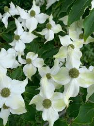 Maybe you would like to learn more about one of these? Dogwoods Degroot S Nurseries