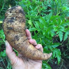 Image result for Aporrhiza