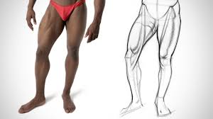 Inner parts of the body. Leg Quicksketch Inner Leg Anatomy Youtube