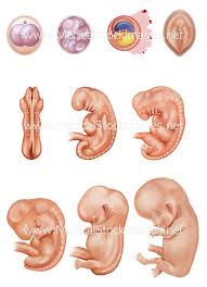 Image result for Embryo Development
