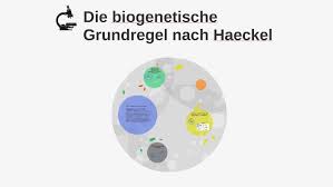 Aus wikipedia, der freien enzyklopädie. Die Biogenetische Grundregel Nach Haeckel By Hubi Hubi