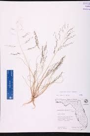 Image result for Eragrostis pilosa