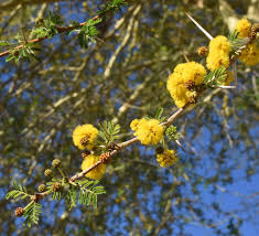 Image result for Acacia adenocalyx