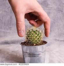 However, cactus thorns/spines aren't so much fun, so i keep a roll of duct tape at home and in the car because… i love cactus, and i'm pretty well fearless when it comes to working with them which might change should i ever fall on one. Hand Pricks On Thorns Image Photo Free Trial Bigstock