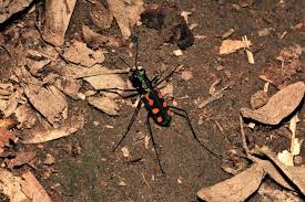 Image result for Dicranopteris elegantula
