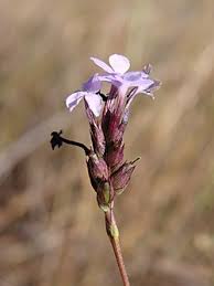 Image result for Buchnera buchneroides