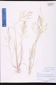 Image result for Eragrostis gangetica