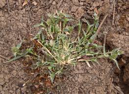 Image result for Crypsis schoenoides