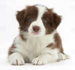Brown Border Collie Puppies for Sale - DogsNow