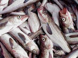 Pollock or pollack (pronounced /ˈpɒlək/) is the common name used for either of the two species of north atlantic marine fish in the genus pollachius. Pollock Description Of The Fish Health Benefits And Harms