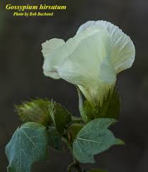 Image result for Craterostigma hirsutum