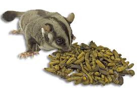 Pequeno marsupial, que possui uma membrana que se estende desde o lado externo do membro dianteiro até o tornozelo do pé traseiro que os permite voar. Mistura Insetos Ez Exotic Nutrition 80grs Sugar Glider Europe