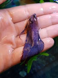 What causes dropsy in bettas and other fish? My Betta Fish Is Dying Help Betta Fish Forum 330186