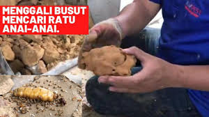 Mula2 plan nk kuar ngn my along. Menggali Busut Mencari Ratu Anai Anai Youtube