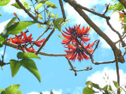 Image result for Erythrina excelsa