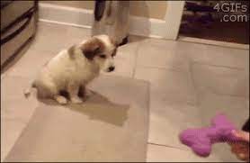 Go Home Dog You Re Drunk Gif On Imgur