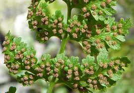 Image result for Cystopteris