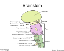 The brainstem (or brain stem) is the posterior part of the brain, continuous with the spinal cord. Resultado De Imagem Para Vermiform Process Cerebellum