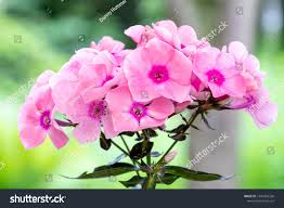 Image result for Phlox paniculata `Sweet Summer`