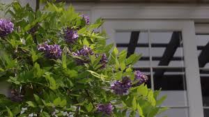 We did not find results for: Growing Wisteria At Home With P Allen Smith Youtube