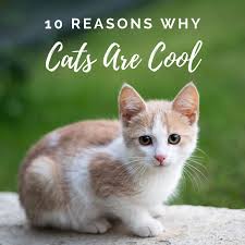 But one thing that bugs me is that the same handful of cliched animals appear in most of them. 10 Reasons Why Cats Are Awesome Pethelpful