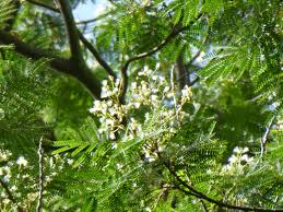 Image result for Albizia falcataria