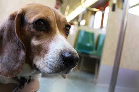 Your dog will respond to your commands under distractions. Traveling On The Subway With Your Dog What You Should Know