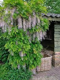 Maybe you would like to learn more about one of these? Wisteria Floribunda Pink Ice