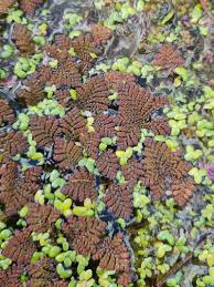 Image result for Azolla pinnata