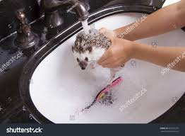 hedgehog taking bath getting rinsed off