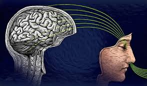 Why your brain doesn't catch a cold